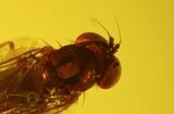 mm Fossil Fly (Diptera) In Baltic Amber - Great Eye Detail #123353-1
